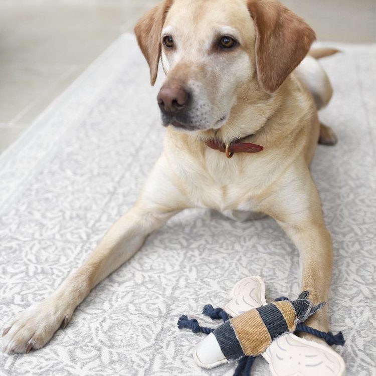 bumble dog toy